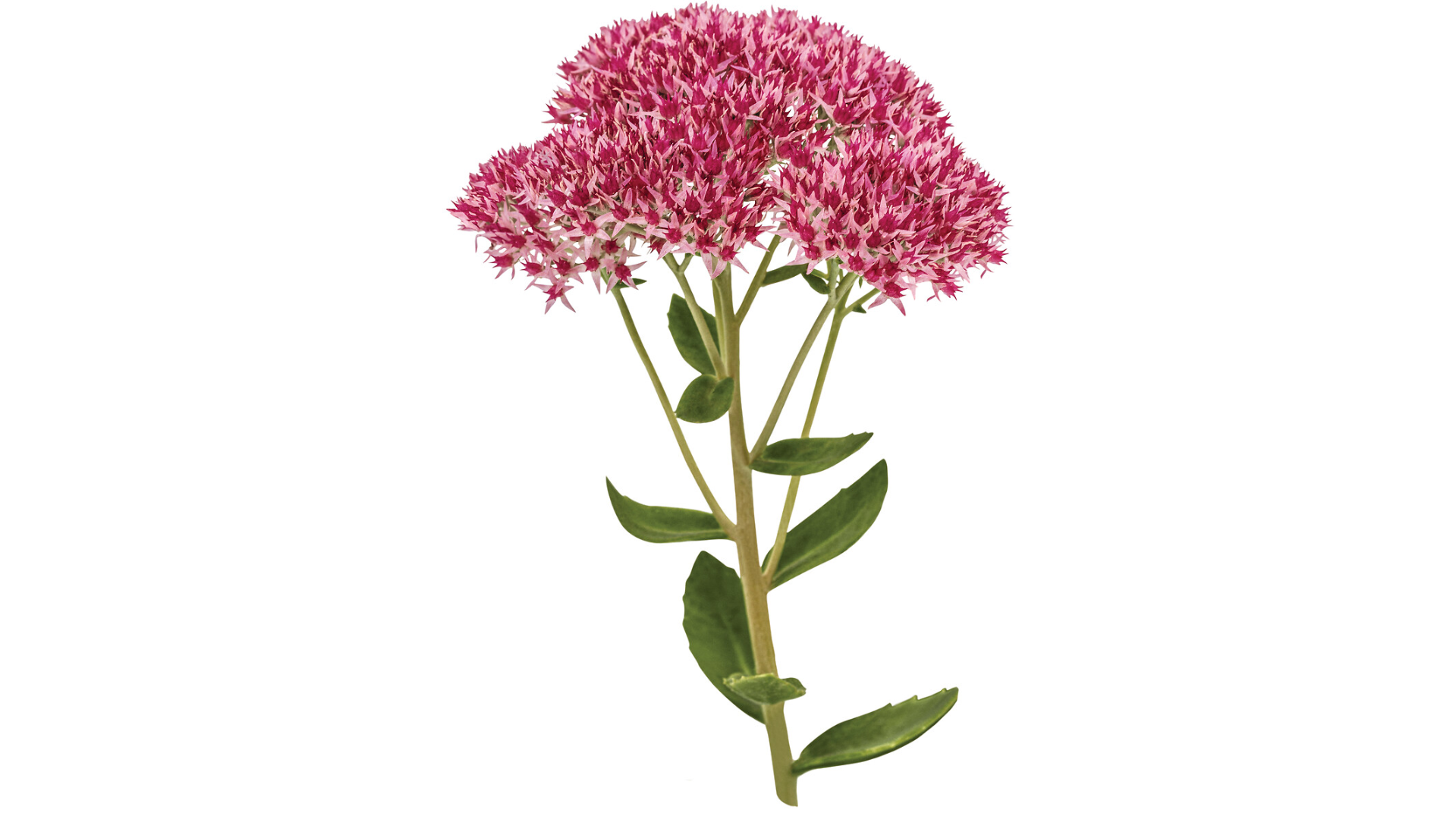 FIRMING ANTI-SAGGING LOTION 200ML TUBE