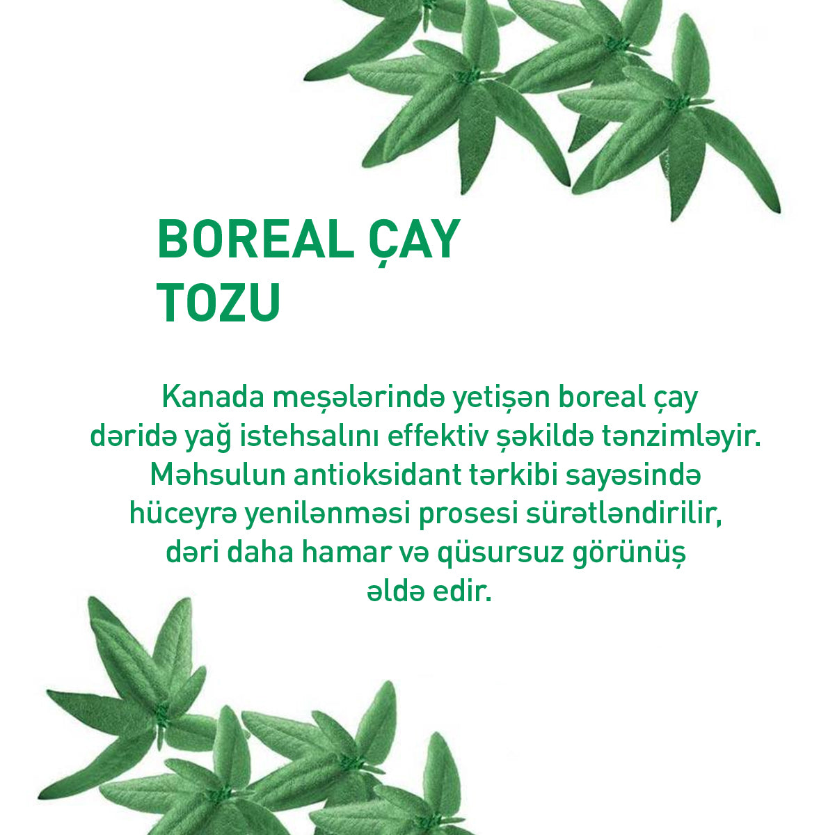 Rebalancing + Antioxidant Essence, 30 ml
