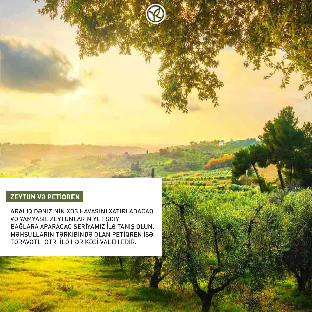 Zeytun əsaslı konsentratlaşdırılmış duş geli, 100 ml